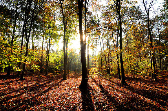 Autumn Woods