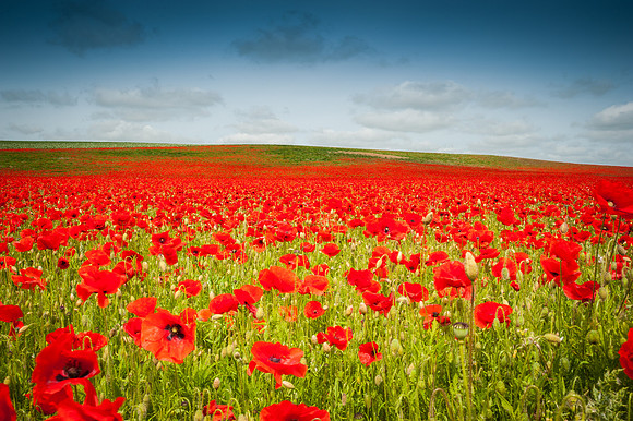 14PT_140617_PoppyField_6285