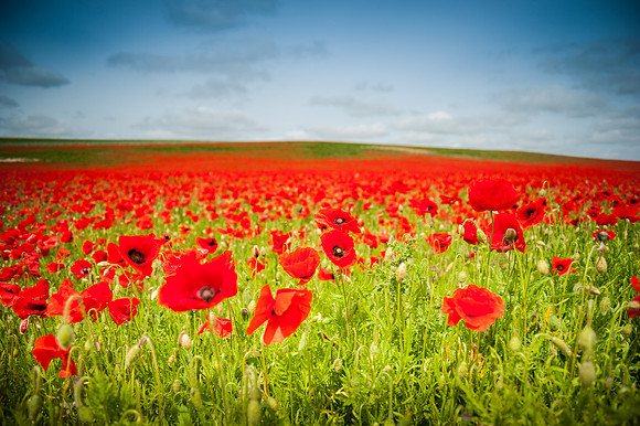 14PT_140617_PoppyField_6320