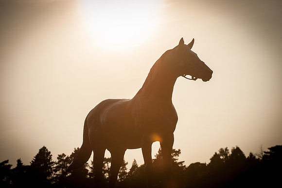 14PT_140620_SandringhamStud_7803