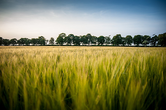 14PT_140620_SandringhamStud_7933