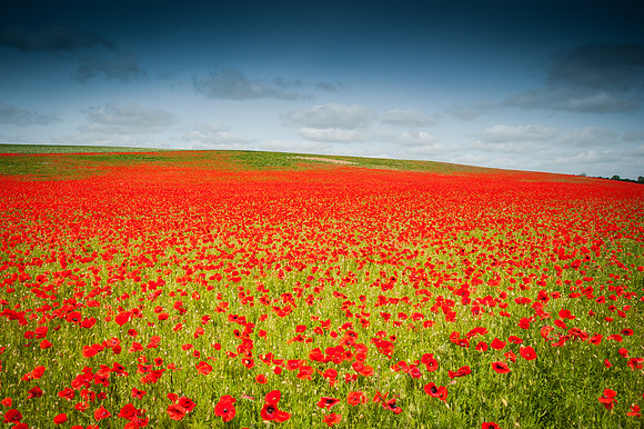 14PT_140617_PoppyField_6267